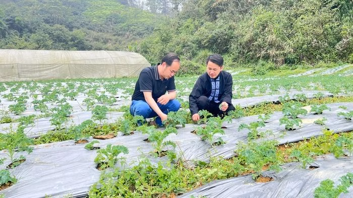 Mô hình trồng rau cải kale giúp gia đình anh Giàng Quáng Tiên tăng thu nhập gấp nhiều lần so với cây ngô.