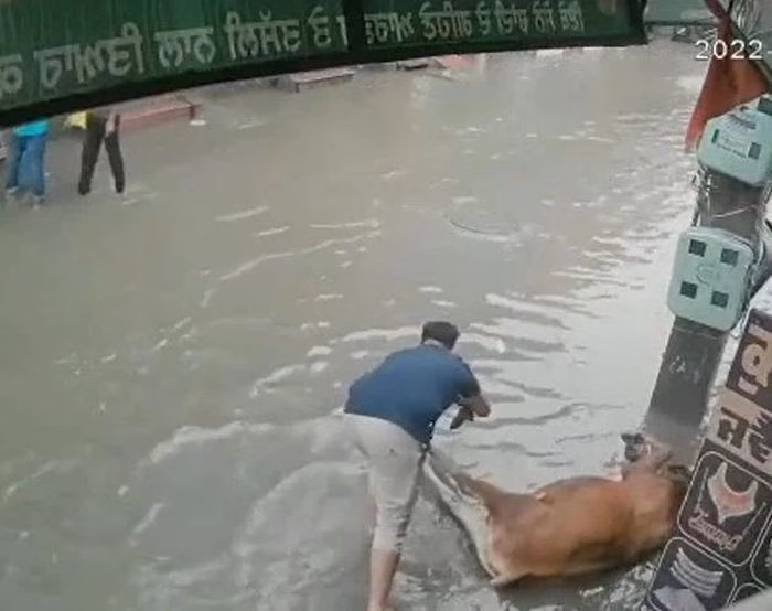 Khoảnh khắc người đàn ông nhanh chóng dùng khăn kéo con bò ra khỏi vùng rò rỉ điện (Ảnh: Newsflare).