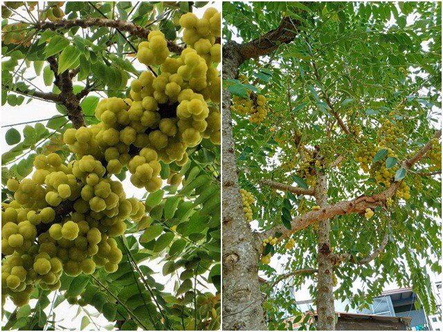 Việc đóng gói sang trọng giúp nâng tầm giá trị cho loại quả dân dã này.