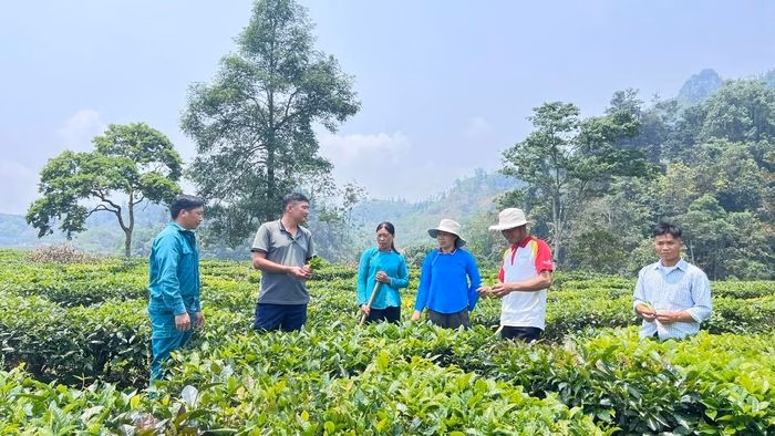 Lào Cai định hướng hình thành các vùng sản xuất tập trung để nâng cao năng lực cạnh tranh của nông sản.