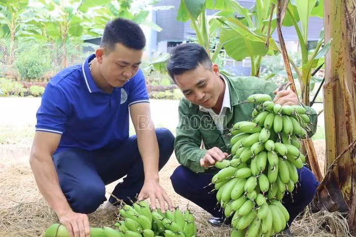 Lào Cai: Đột phá thu nhập từ chiến lược chuyển đổi cơ cấu cây trồng