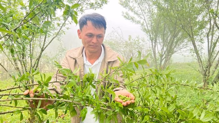 Sự kiên trì trong chuyển đổi cây trồng giúp ông Lý Seo Sàng có nguồn thu nhập bền vững hơn.