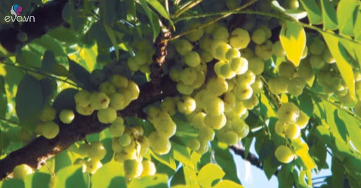 Quả Chùm Ruột: Từ Cây Bờ Rào Đến Đặc Sản 180.000đ/kg