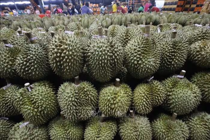 Sầu riêng Thái Lan: Nghịch lý sản lượng kỷ lục và áp lực cạnh tranh khốc liệt