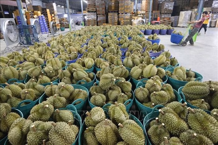 Sầu riêng được bày bán tại Chanthaburi, Thái Lan. Ảnh: THX/TTXVN