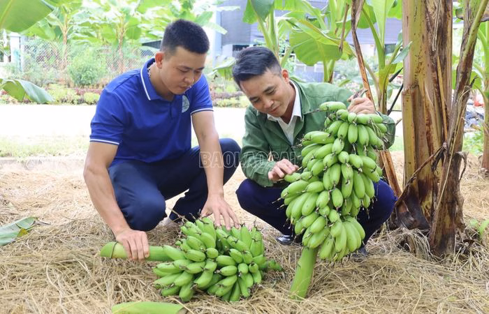 Cây chuối ngự trở thành sinh kế bền vững cho nhiều hộ dân tại xã Bảo Hà.