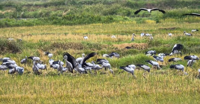 Cò nhạn (Anastomus oscitans) là loài chim thuộc họ hạc, có giá trị bảo tồn cao và nằm trong danh mục động vật cần bảo vệ nghiêm ngặt.