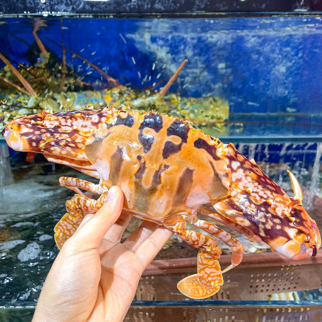 Ghẹ đỏ được ưa chuộng tại các nhà hàng cao cấp nhờ ngoại hình sang trọng và kích thước lớn.